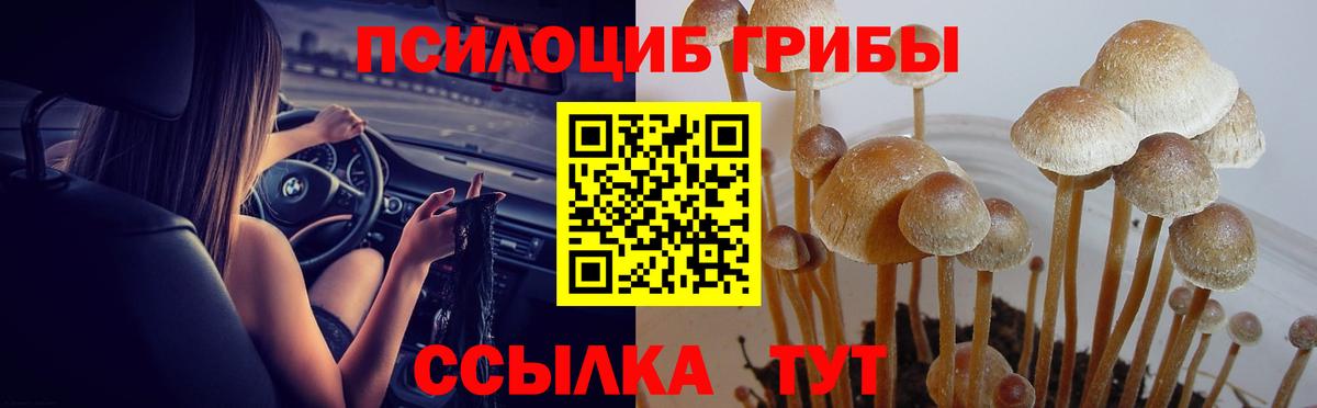 Курганинск  Псилоцибиновые грибы Psilocybine cubensis  Вход с VPN 